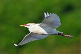 Cattle Egretborder=